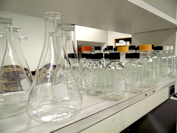 Bee: Bombus ternarius