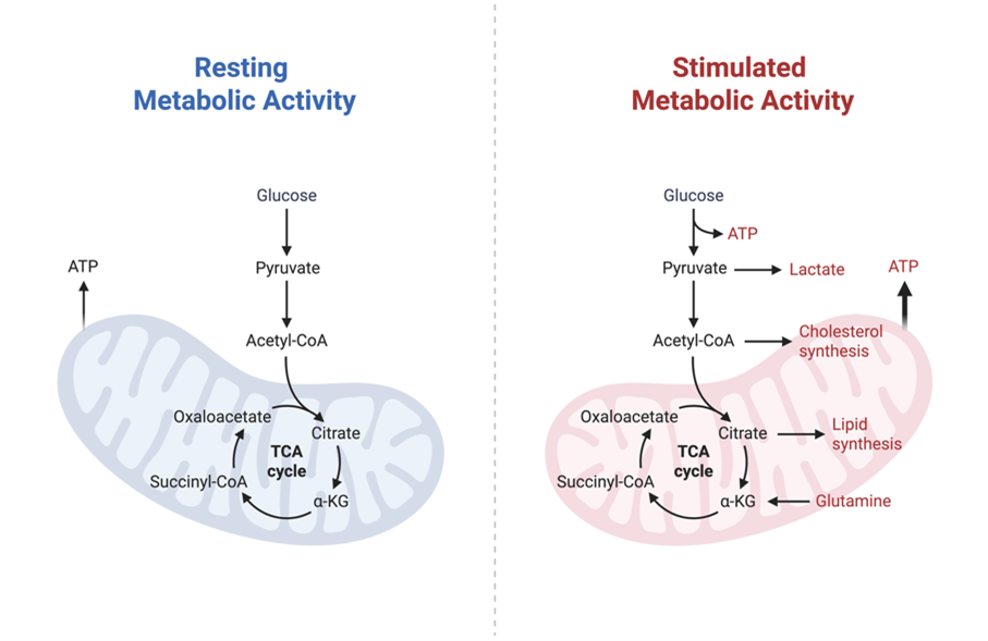 Metabolic shifts fuel immune responses 