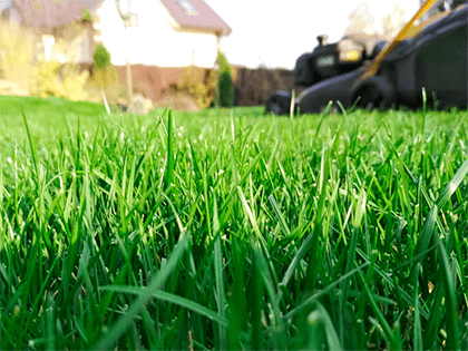 Picture of grass
