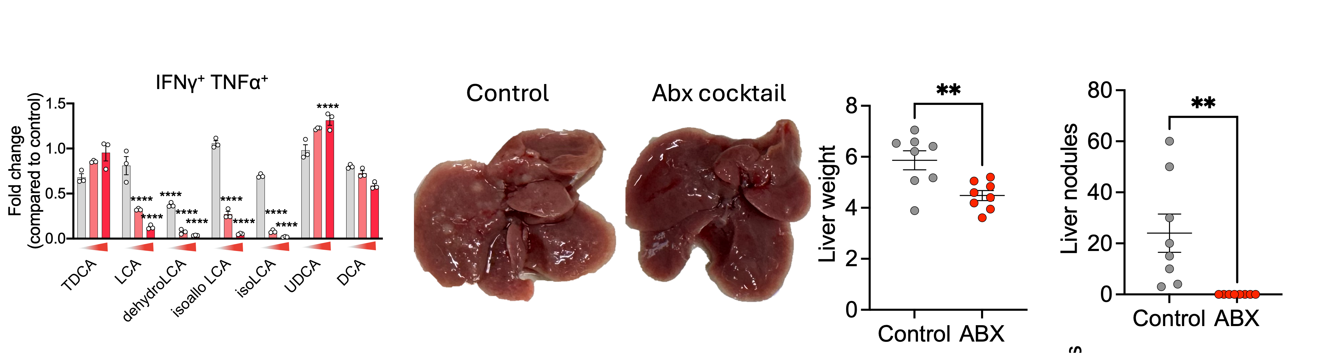 The microbiome and its derived bile acids shape T cell responses