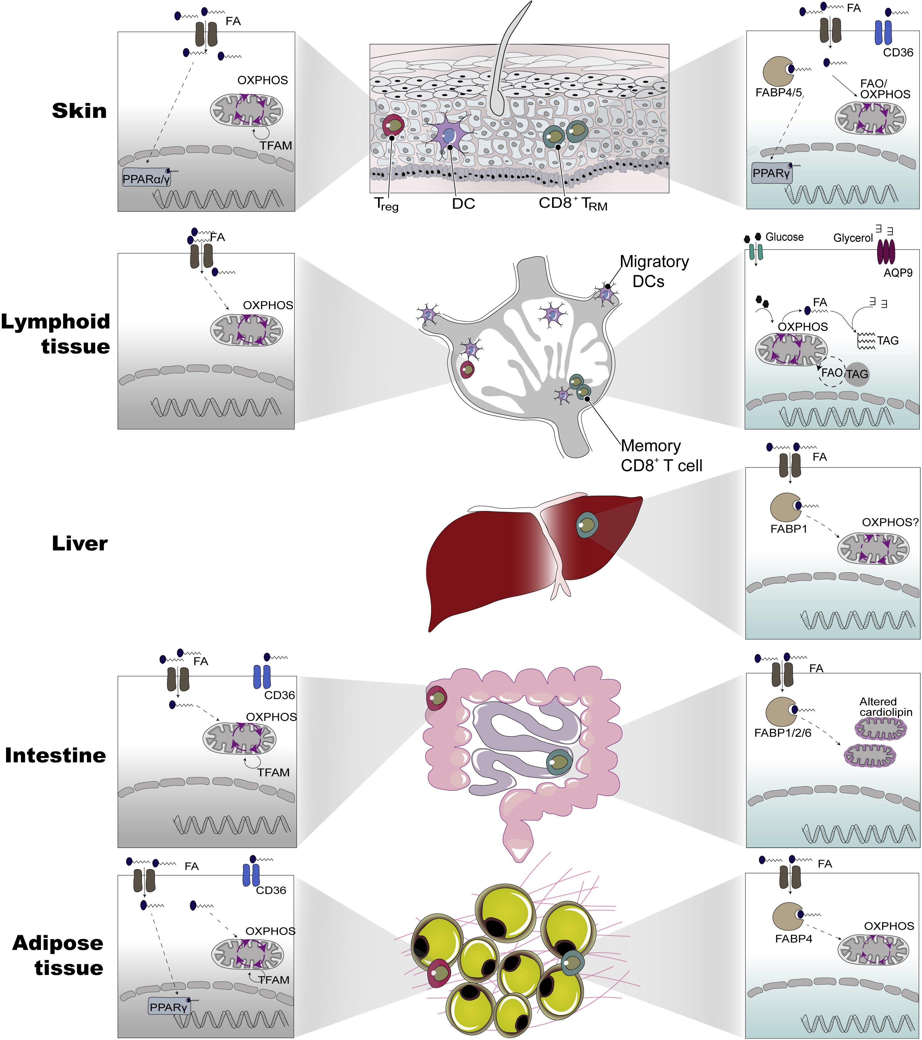 T cell adaptation in other tissues