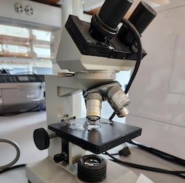 Bee: Bombus ternarius