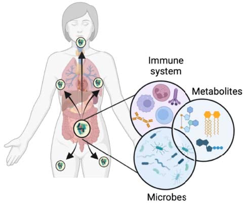 Microbes, metabolites, and immune cells in the gut impact the body systemically.