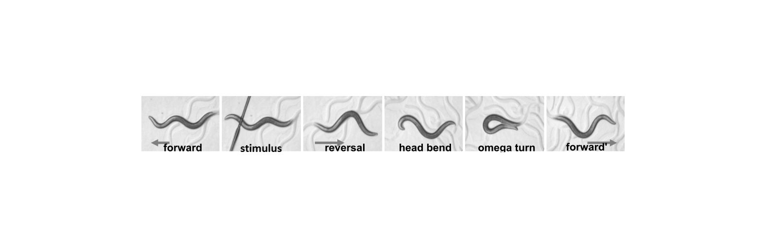 The C. elegans escape response