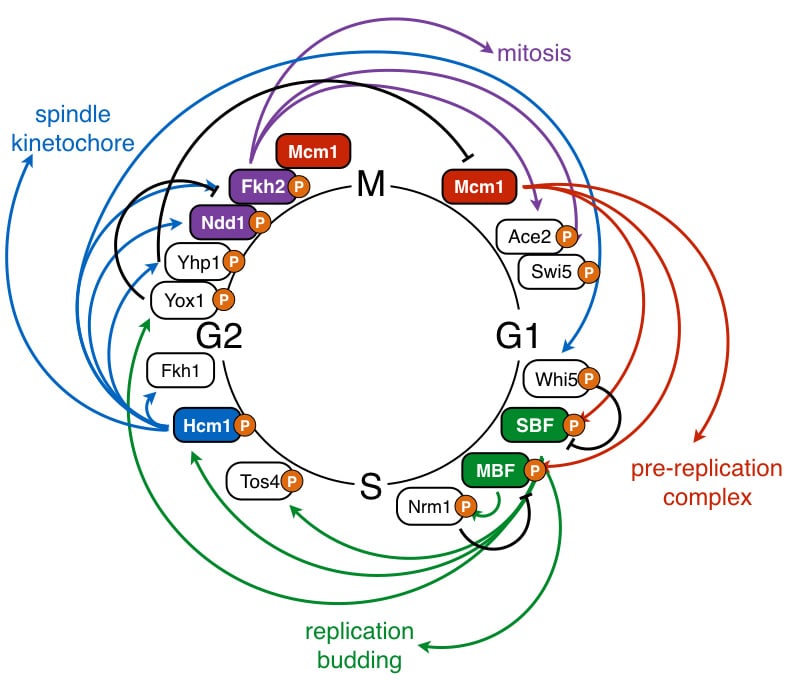 cell cycle TFs