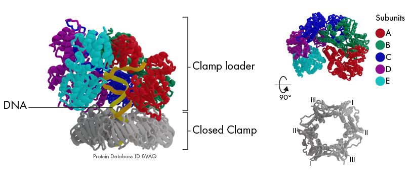 A molecular model showing DNA (in yellow and blue) bound to a multi-colored clamp loader and closed clamp. The clamp loader is labeled with subunits A (red), B (green), C (blue), D (purple), and E (cyan). A 90-degree rotated view of the closed clamp is provided in grey. The model is based on Protein Database ID 8VAQ.