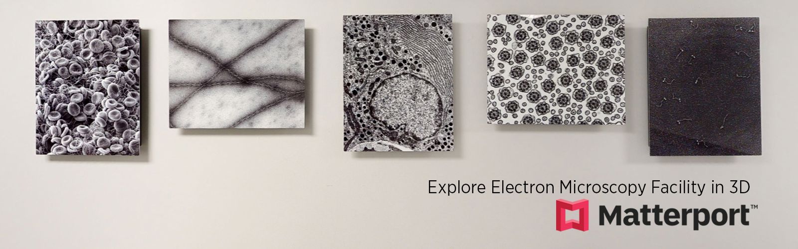 Electron-Microscopy.png