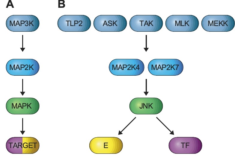 Davis Lab research Davis Lab research
