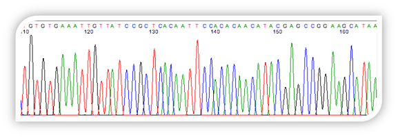 Sequence Viewing Software screen capture Sequencing Chromatagram with base calls