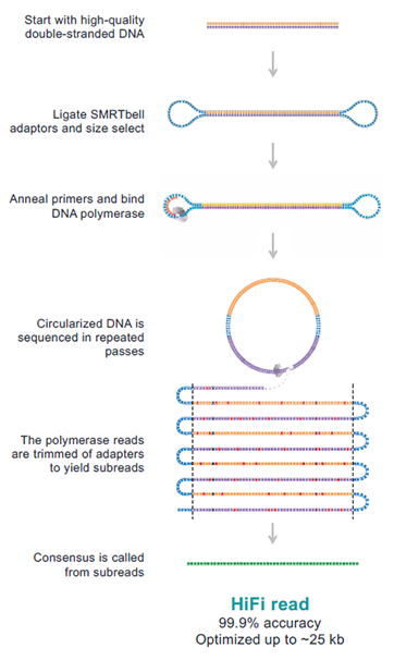 SMRTbell library sequencing SMRTbell Template with bound polymerase, followed by a linear representation of a polymerase read split into subreads to create a circular consensus