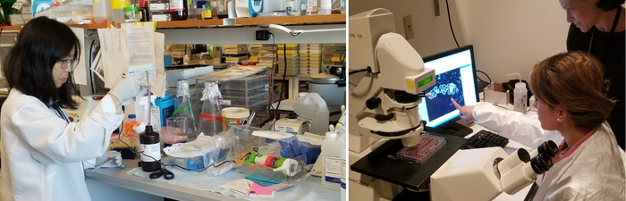 Type 2 Diabetes Research at UMass Chan Medical School