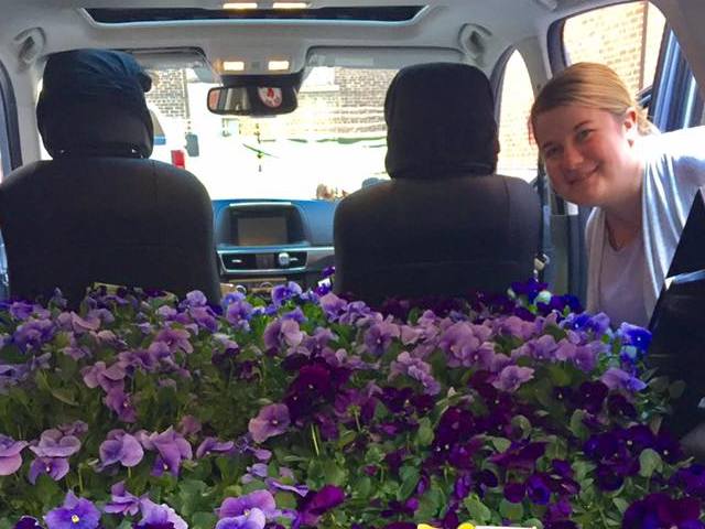 pansies - bay state delivery.jpg