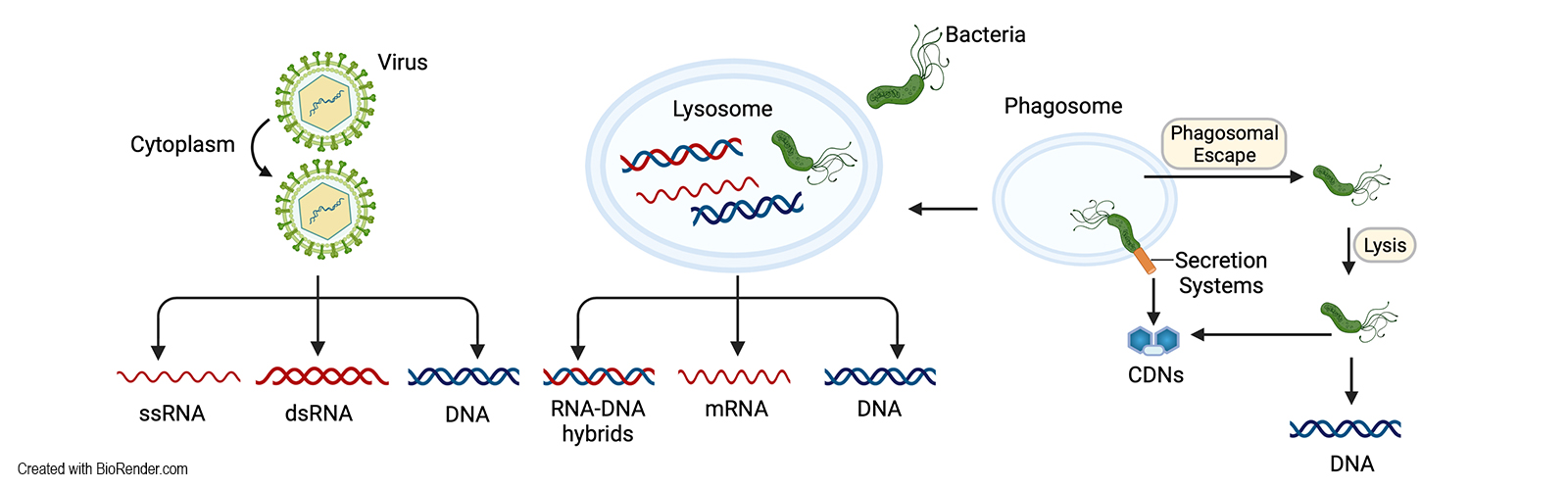cytosolic nucleic acids