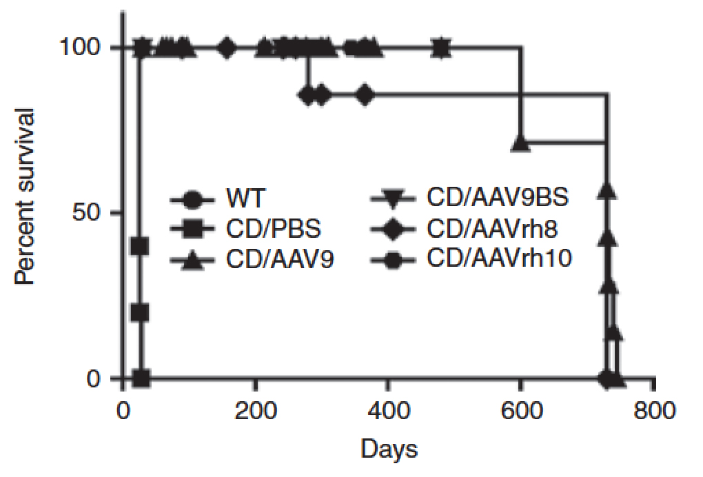 Canavan Disease - UMass Medical School Canavan Disease gene Therapy