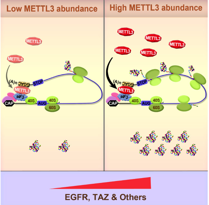Cartoon representation of expression of a gene in the presence of low or high METTL3 abundance