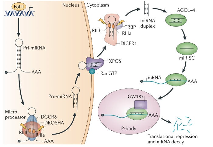 Cartoon representation of a biological pathway showing microRNA biogenesis
