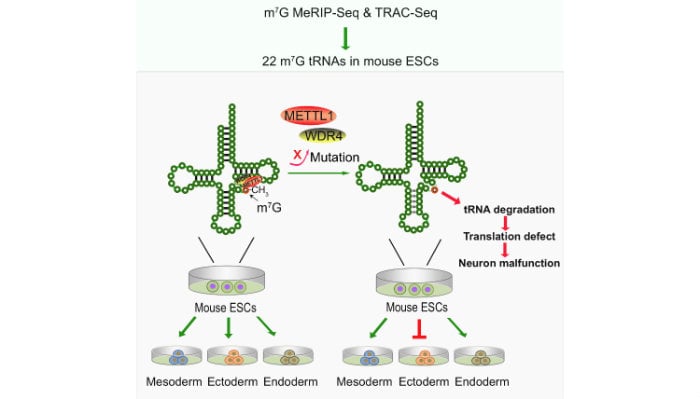 Cartoon model showing that the METTL1/WDR4-mediated m7G tRNA methylome is required for normal mRNA translation and ESC self-renewal and differentiation.
