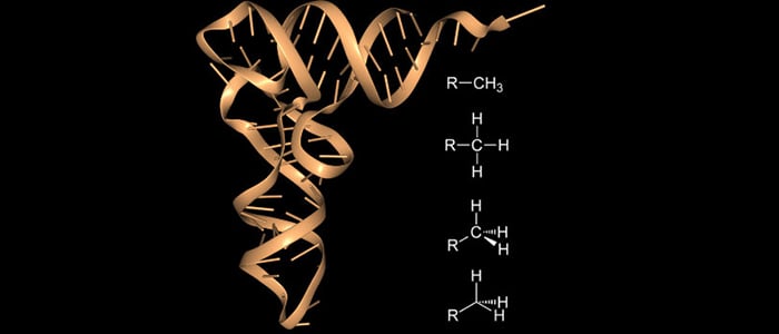  Three-dimensional representation of an RNA molecule in orange alongside a chemical structure of a methylated residue.