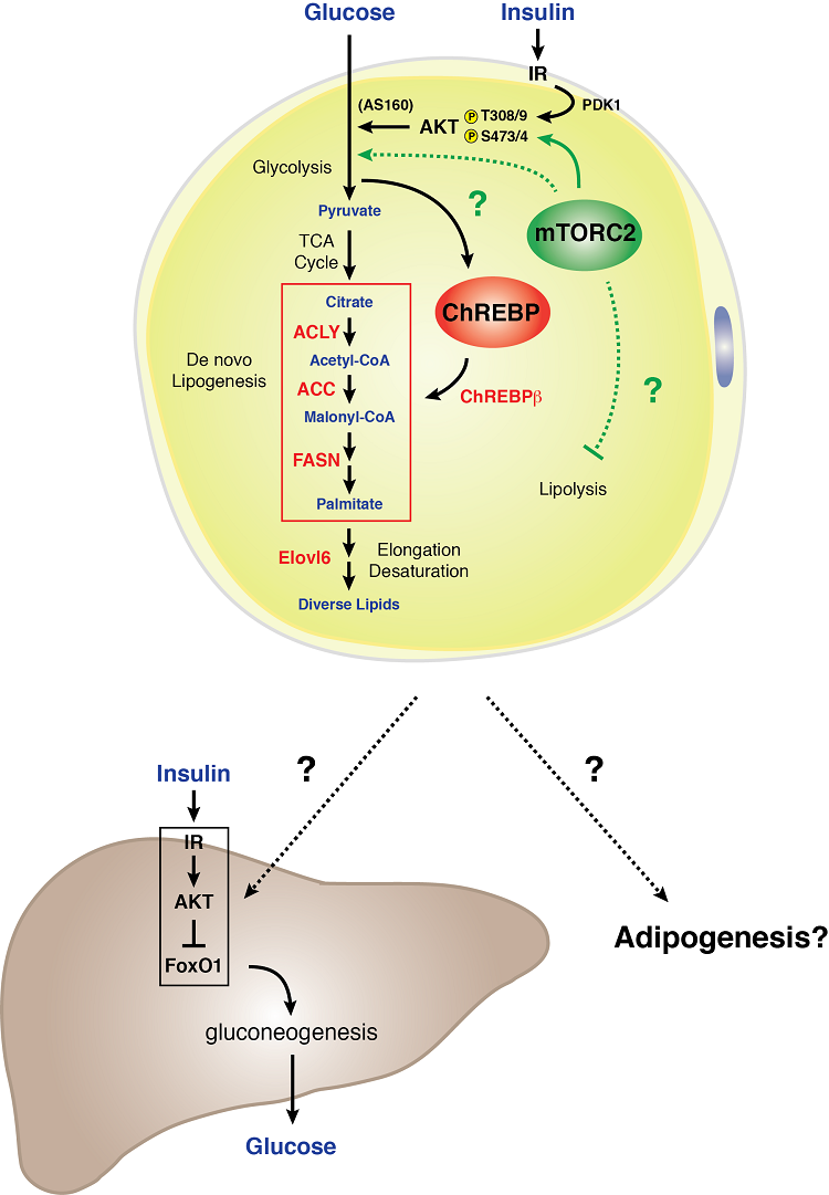 Model of mTORC2 signaling in a white adipocyte 