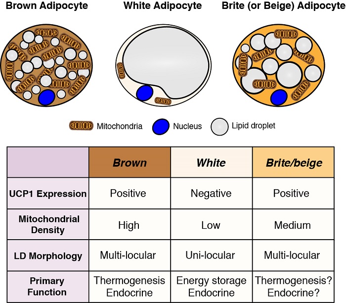 Types of Adipocytes Types of Adipocytes