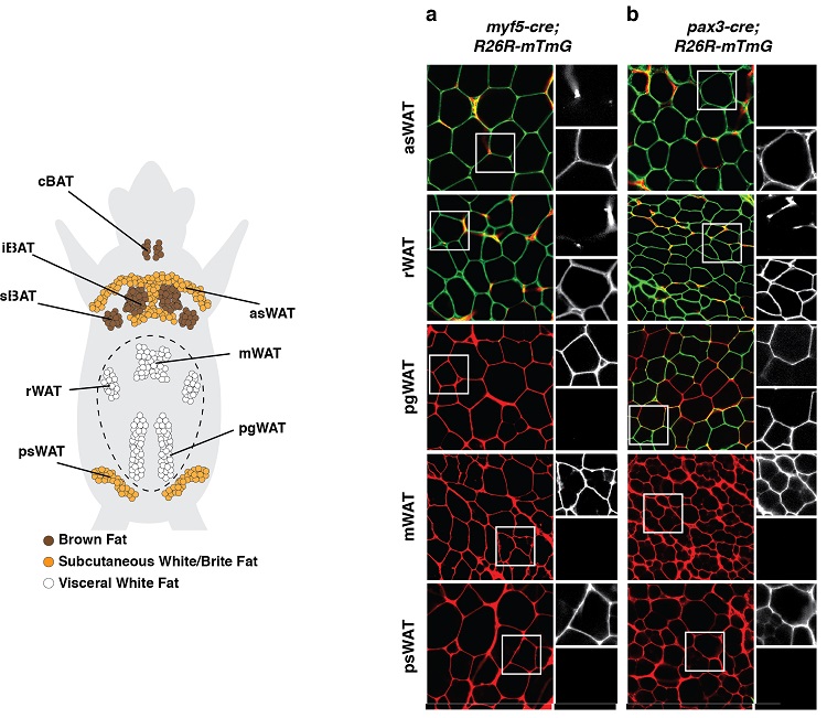 Adipose lineage chart