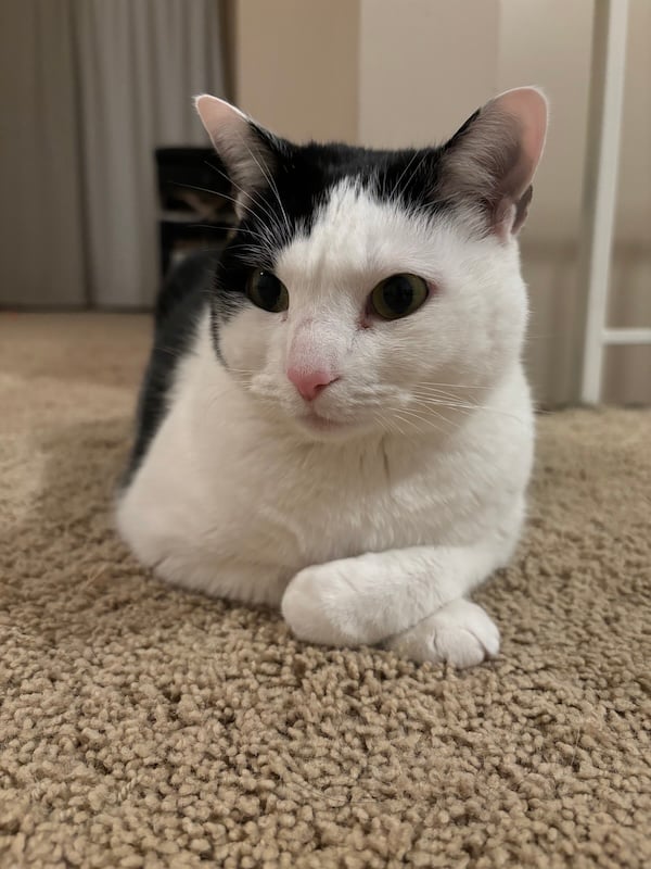 Picture of Jamba the cat