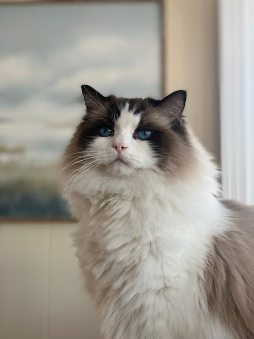 Waffles the cat looking normal