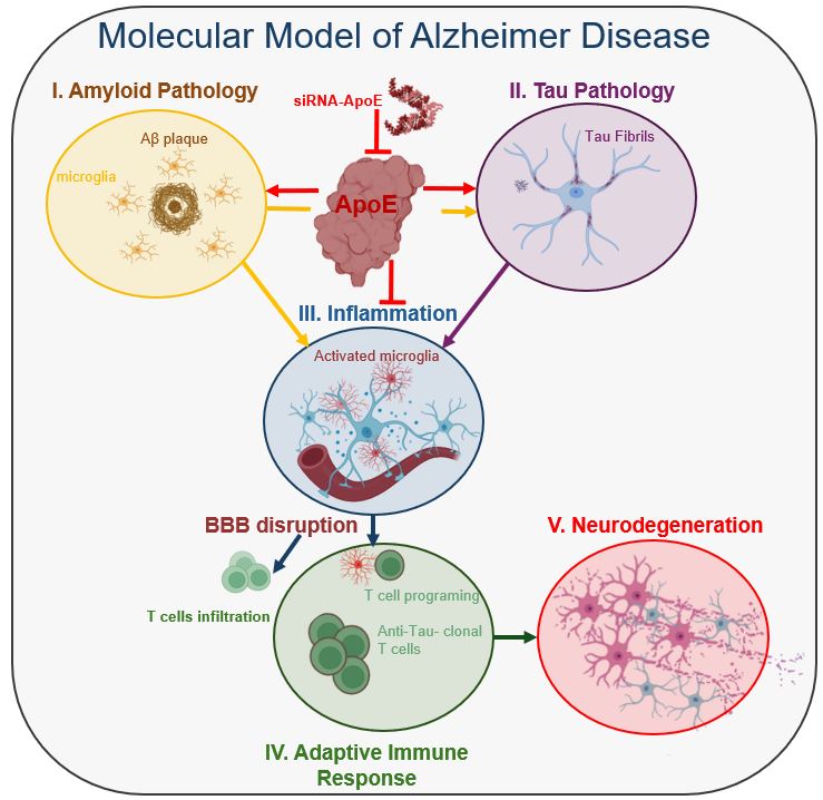 AD mechanism graphic