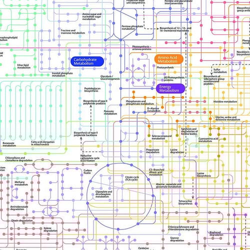 Investigating toxic metabolite pathways