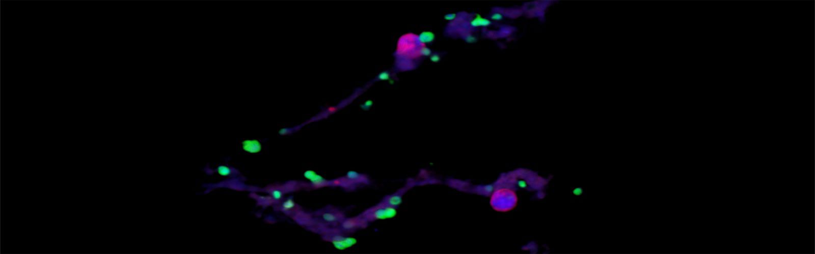 2 Koupenova Home Slider