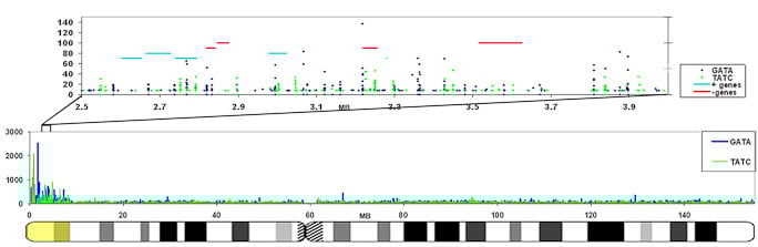 X-Chromosome Ideogram X-Chromosome Ideogram