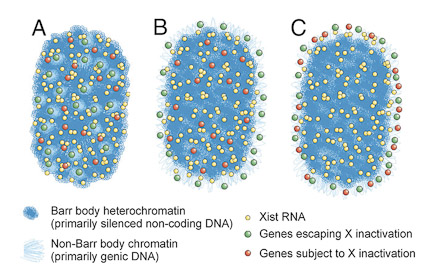 X-escape Barr Body Illustration X-escape Barr Body Illustration