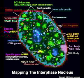 MappingInterphaseNucleusWatermark MappingInterphaseNucleusWatermark