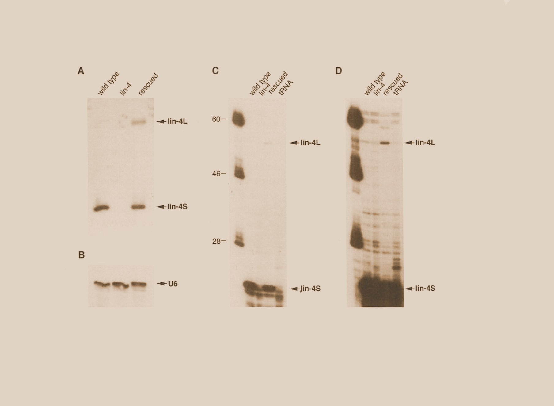 Image from  &ldquo;The C. elegans Heterochronic Gene lin-4 Encodes Small  RNAs&rdquo; 1993 Cell paper.