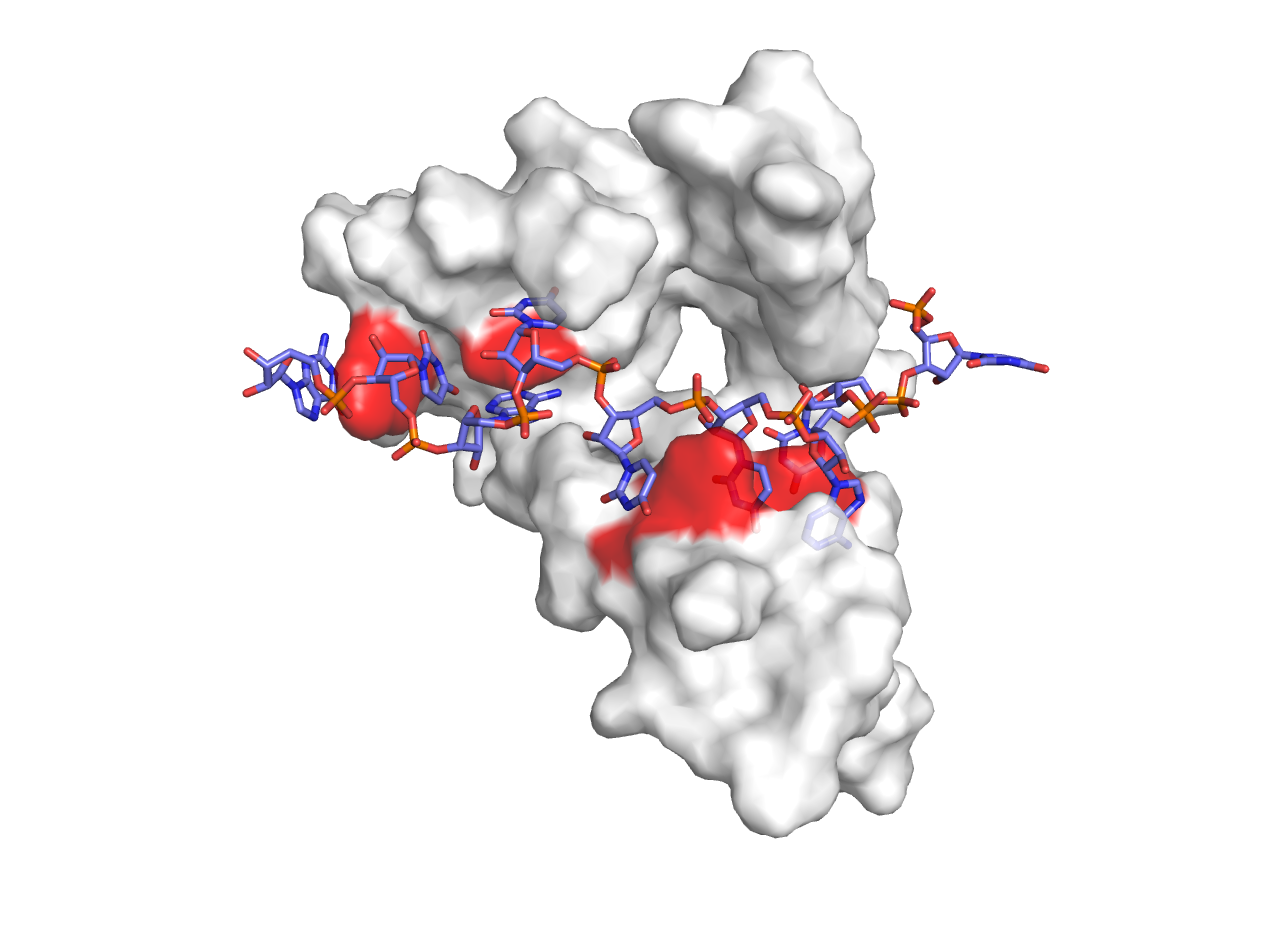 Protein RNA Interaction