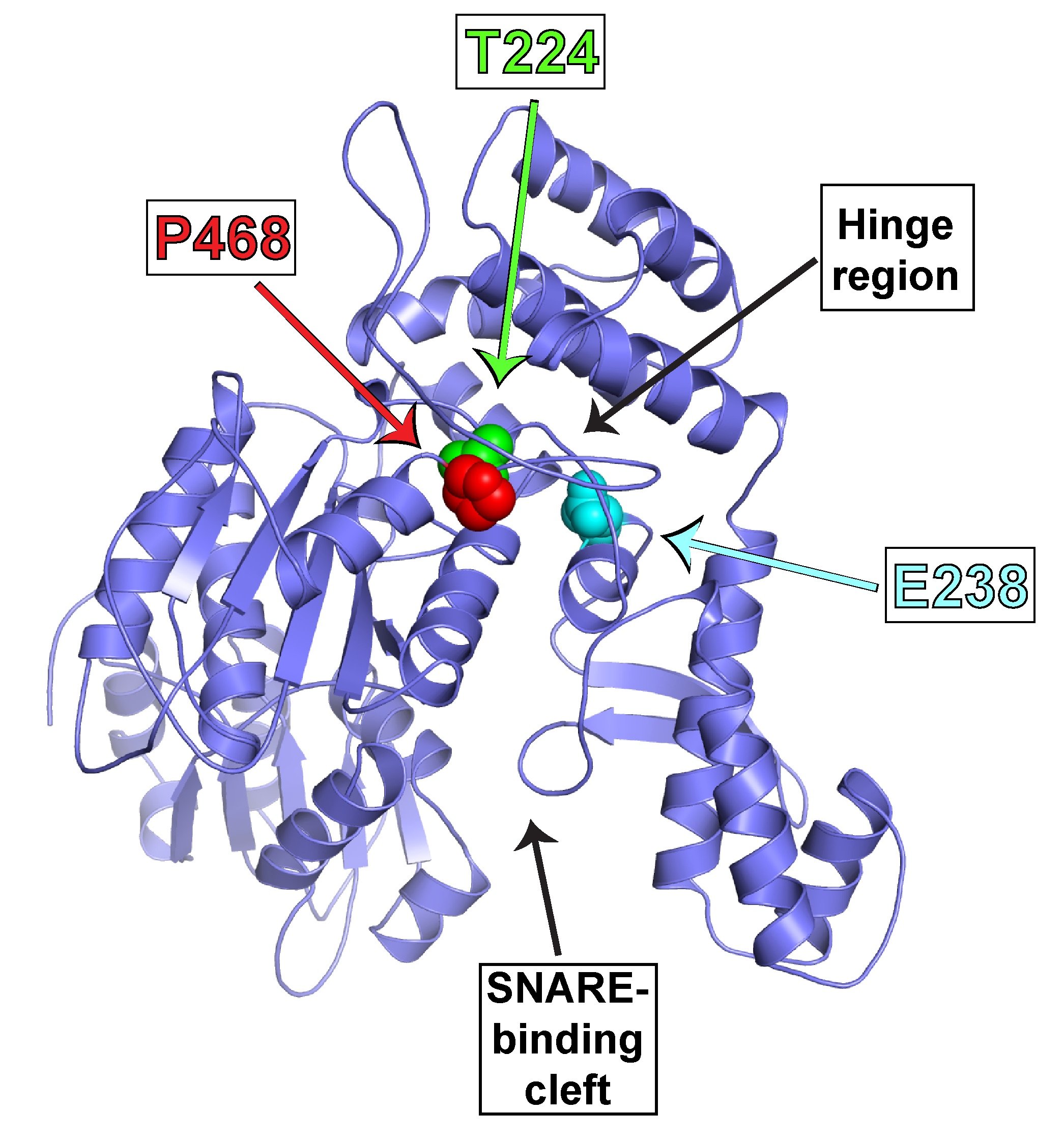 Mutations in VPS45