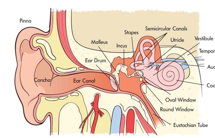 Image of the ear canal and its parts