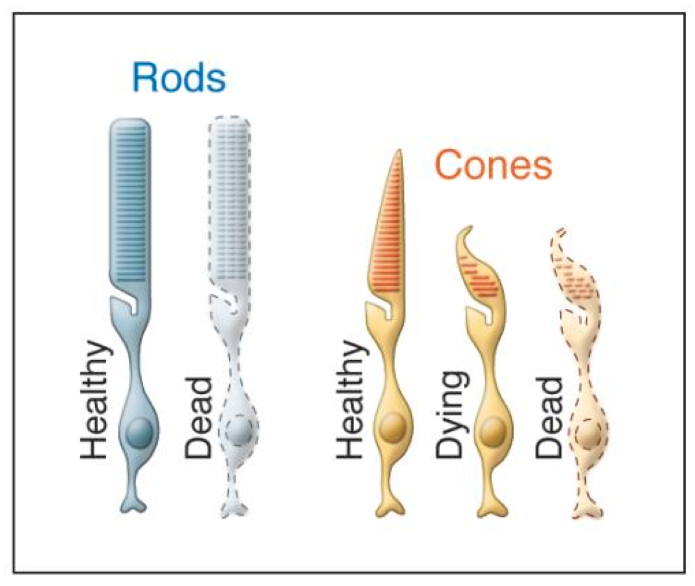 Jean Bennett comments on mTORC1