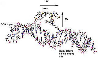 showing the formation of a non-emitting dye pair formed by the ODN-linked Cy5.5 and 800CW donor/acceptor showing the formation of a non-emitting dye pair formed by the ODN-linked Cy5.5 and 800CW donor/acceptor