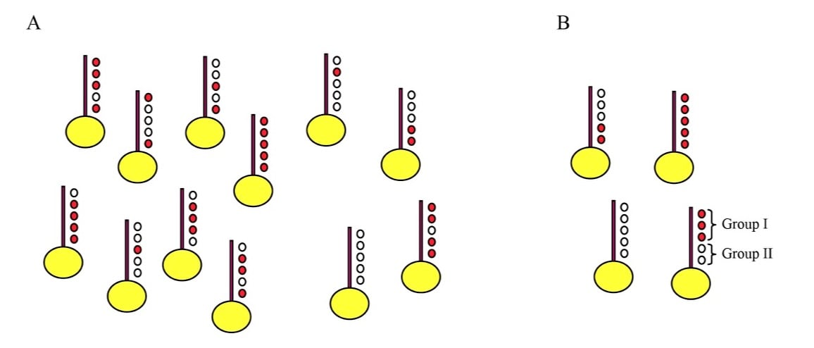 Histone modifications
