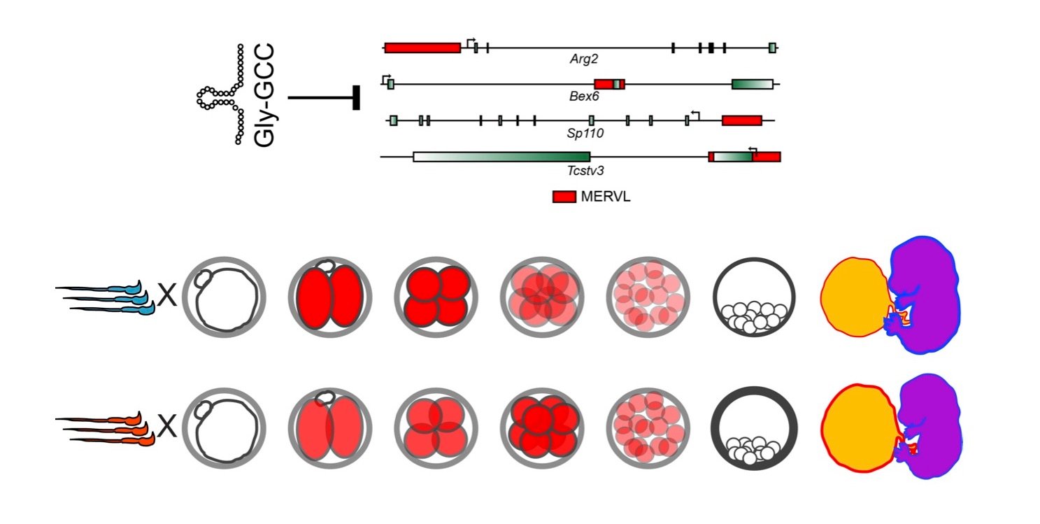 Role of sperm-delivered small RNAs
