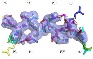 Superimposed HIV protease substrate complexes reveal the signature for substrate recognition: the substrate envelope. Superimposed HIV protease substrate complexes