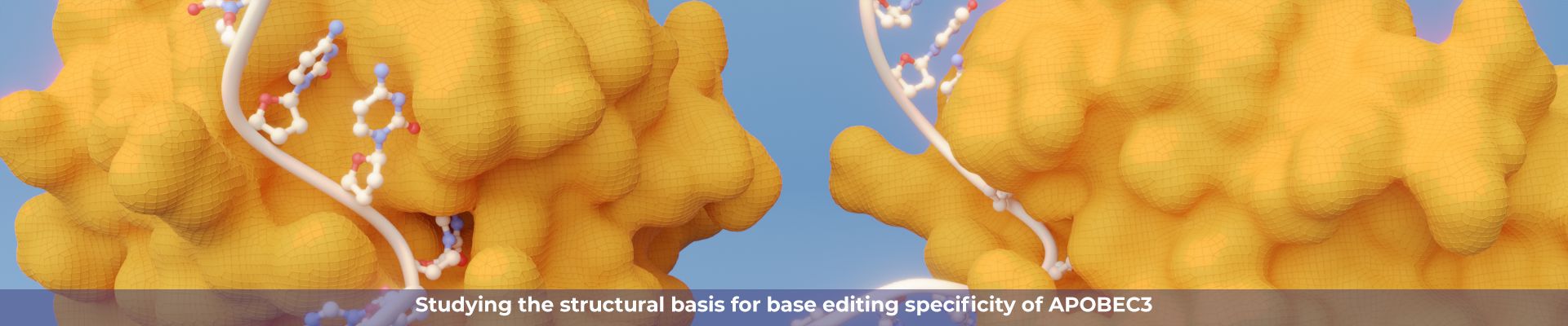 APOBEC3.png