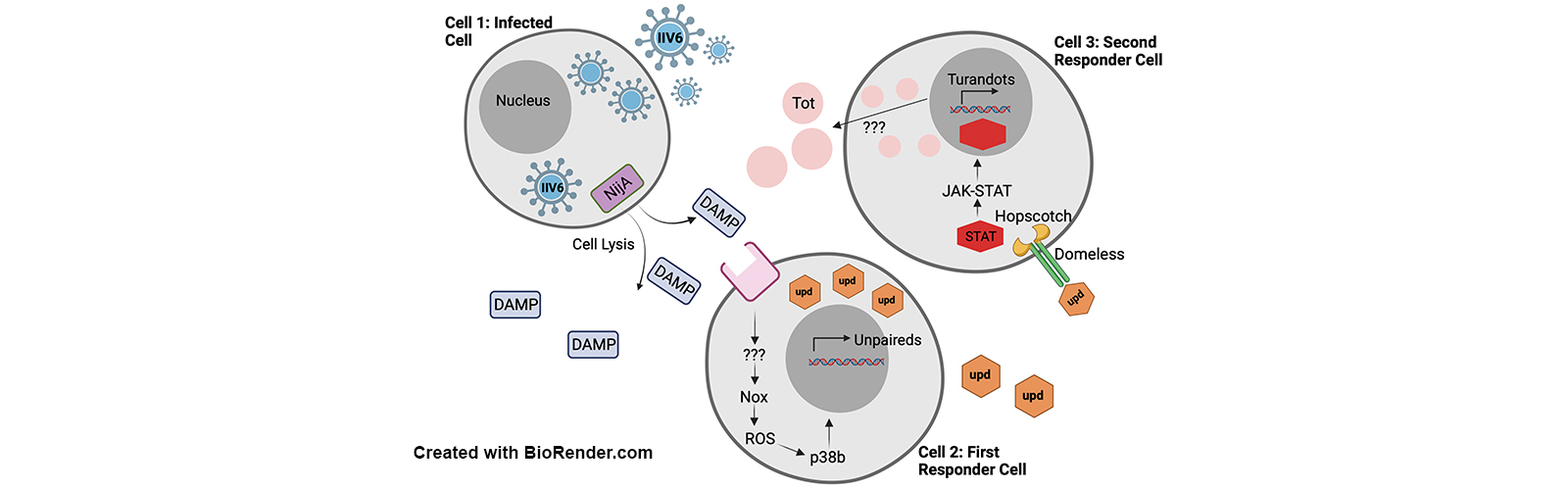 3 Cell Model