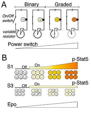 Stat5 signaling Stat5 signaling