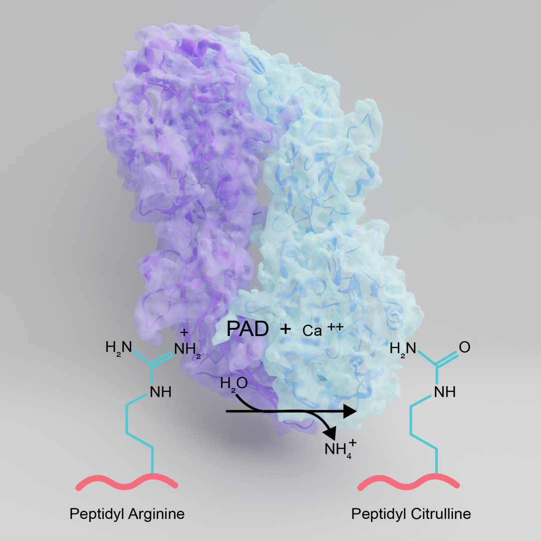 Protein Citrullination