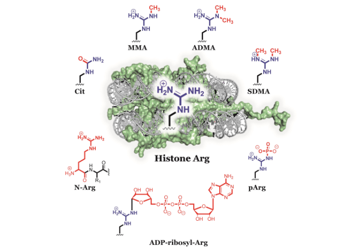 Chemical biology of protein arginine