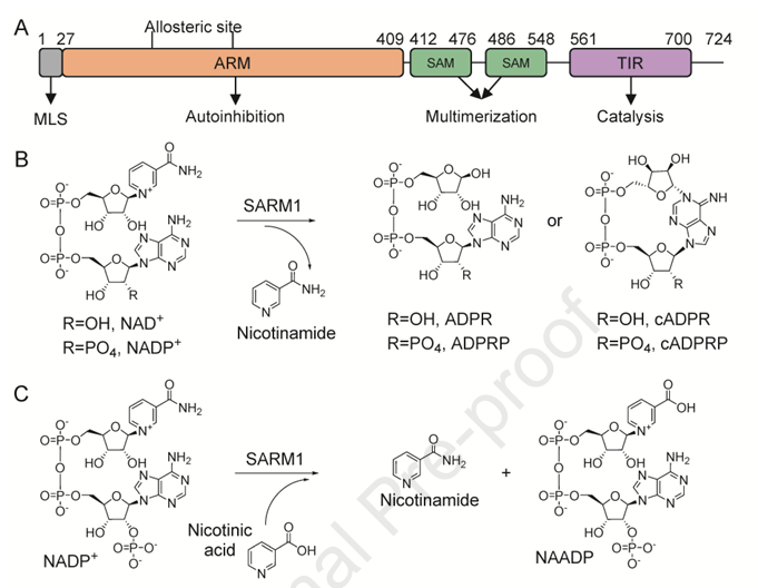 SARM1, an NAD+ hydrolase