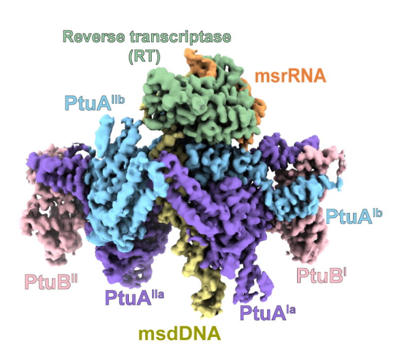 Retron-Septu, Science, 2025