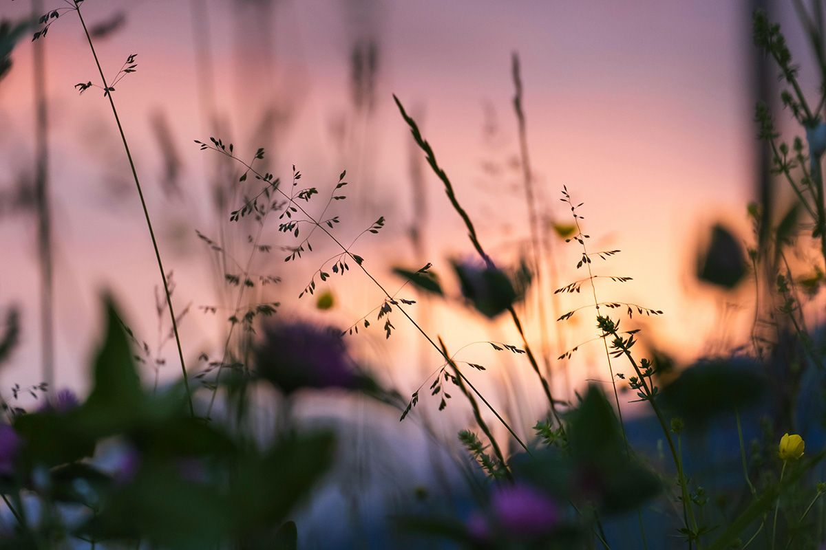 plants in the garden at sunset